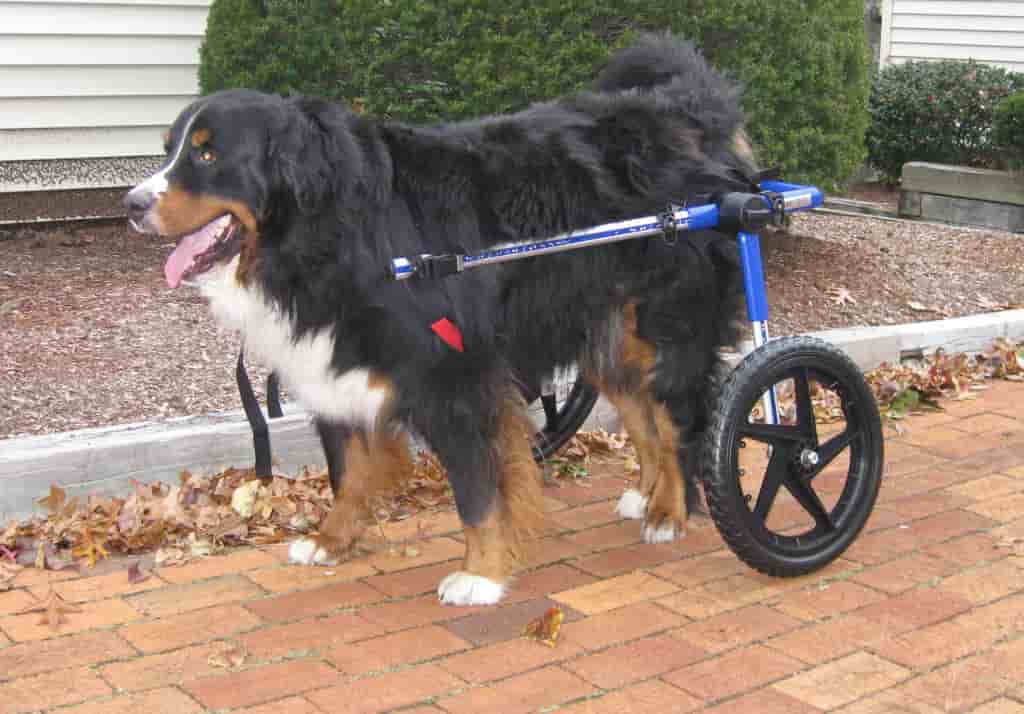 Dog Wheels back Legs Archives Dog Wheel Chair Products