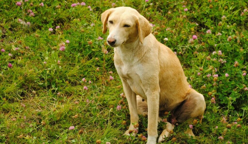 10 Best Large Sized Dog Breeds in India Dog Wise