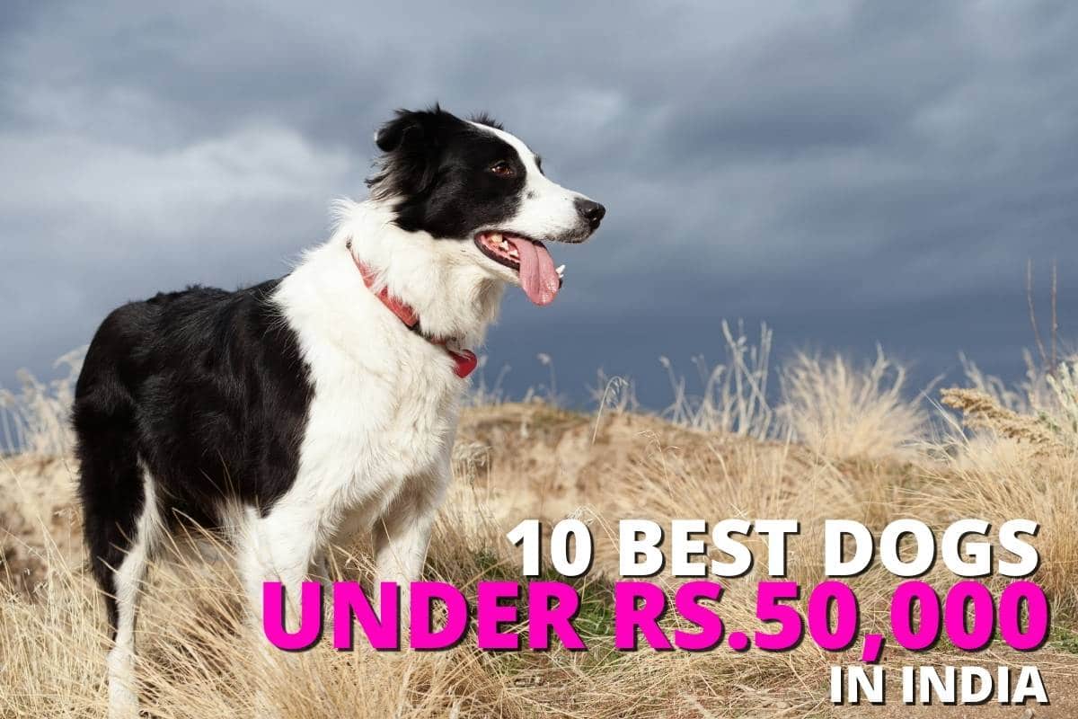 Top 10 best dog breeds in India under Rs.50,000 Dog Wise