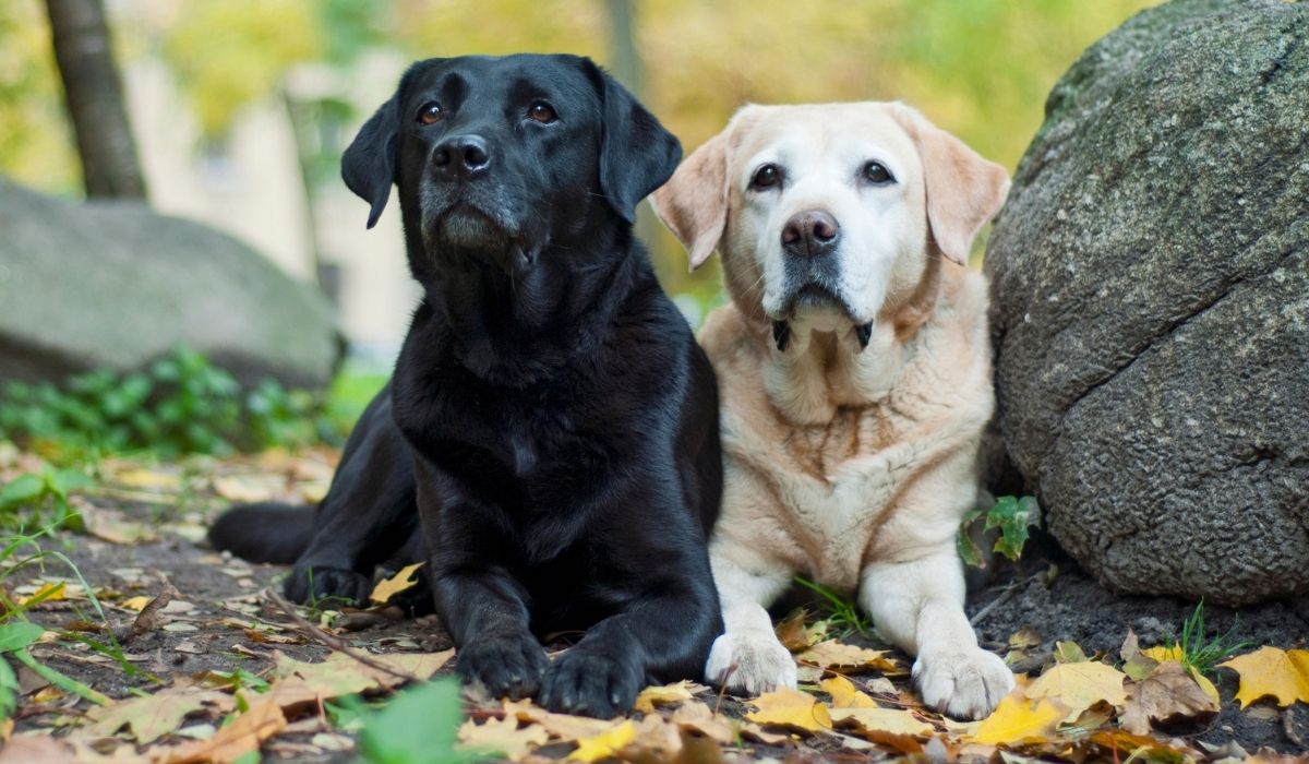 5 Best Dog Breeds under ₹5,000 in 2022 Dog Wise