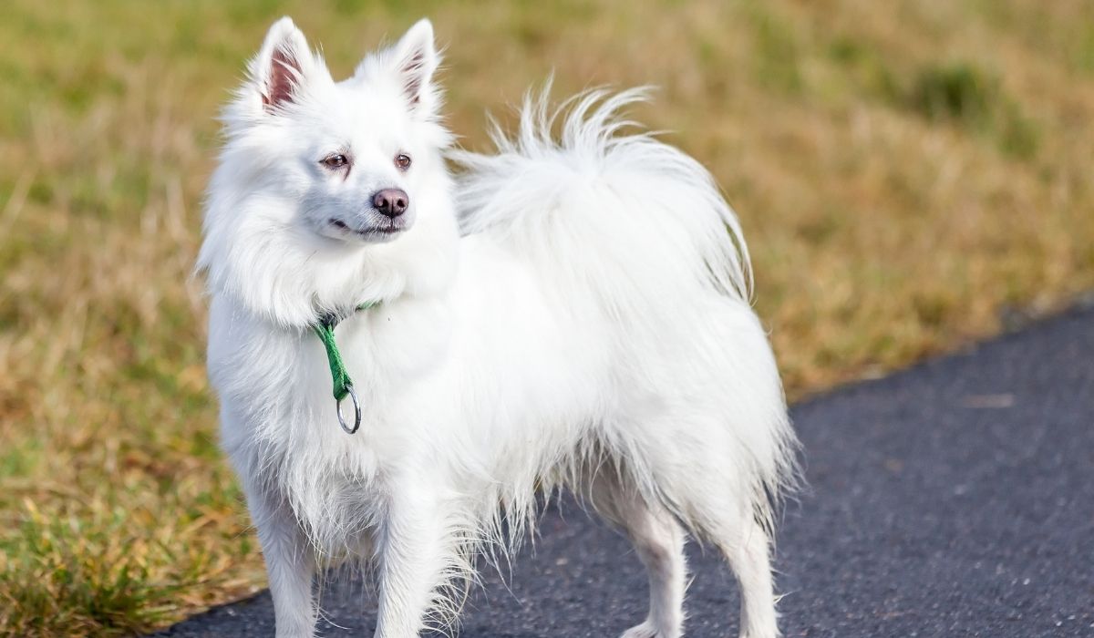 5 Best Dog Breeds under ₹5,000 in 2022 Dog Wise