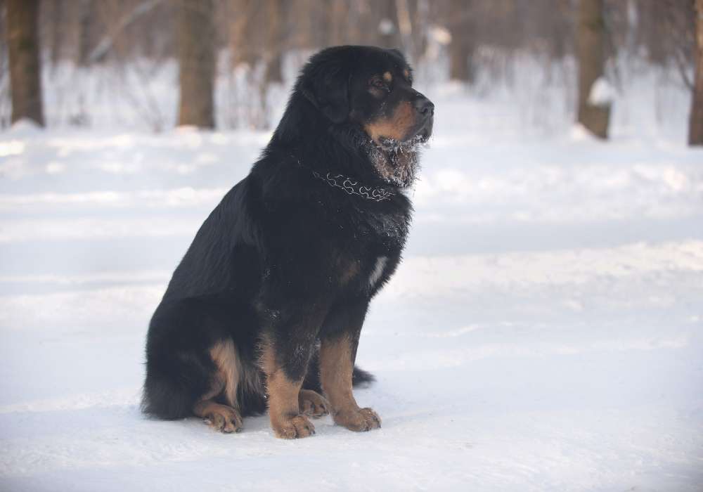 12 Best Dogs for Home Security in India Dog Wise