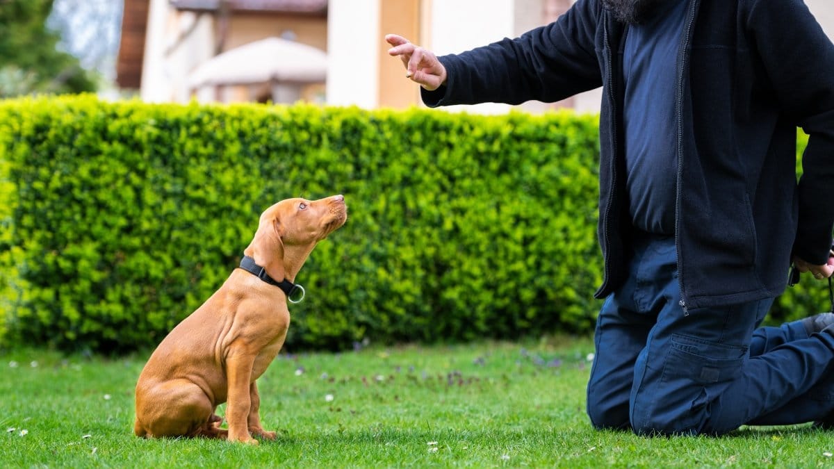 Prepare for Puppy Training Class What to Expect? Dog Wish