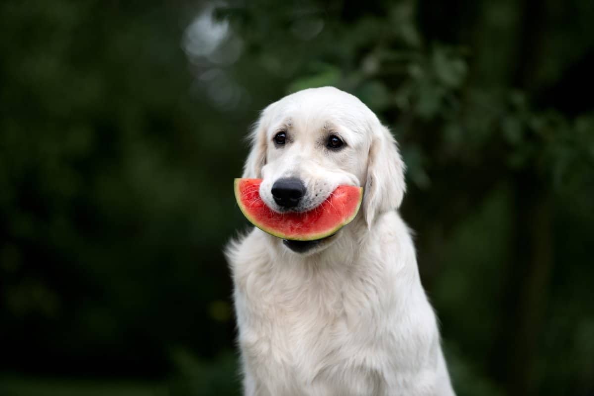 Can Dogs Eat Watermelon (and Watermelon Rind and Seeds)