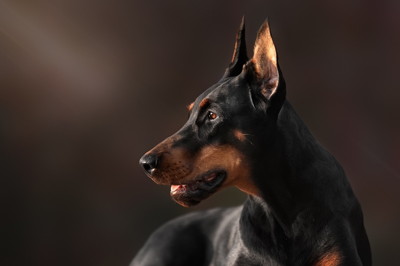 39+ Dobermann Shed Photo Bleumoonproductions