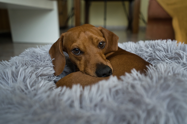 The 7 Very Best Dog Beds for Dachshunds of 2023 Dog Wish