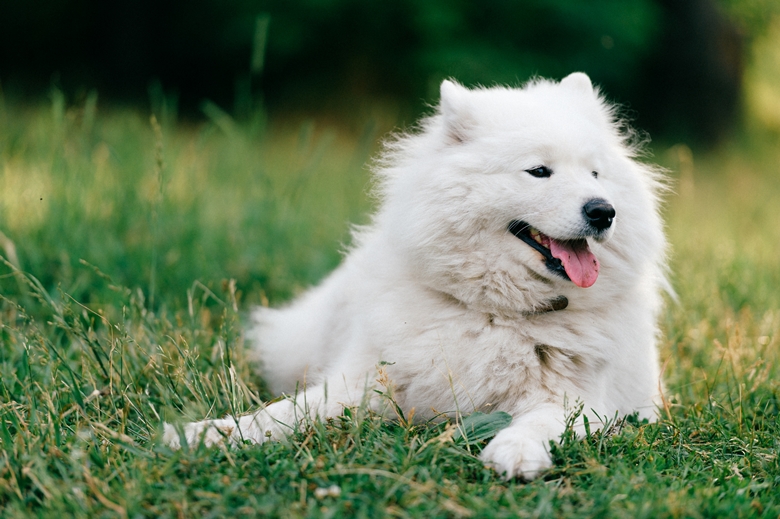 Do Samoyeds Cause Allergies? (What to Know + Tips)