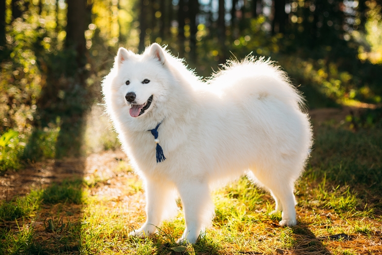 Do Samoyeds Cause Allergies? (What to Know + Tips)