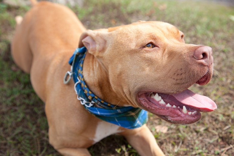 5 Best Dog Houses For Pit Bulls 2023 Dogwish
