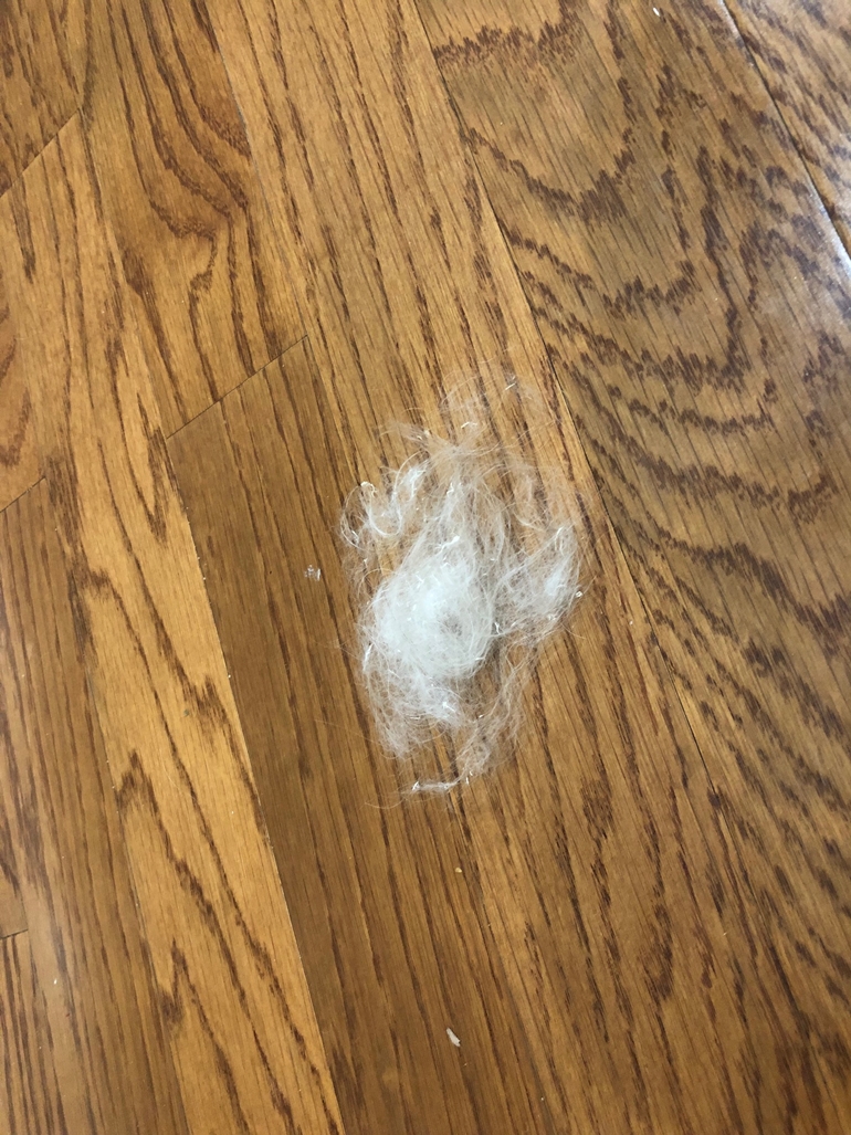 Do Cockapoos Shed? Yes, but here's How to Manage it! Dog Wish