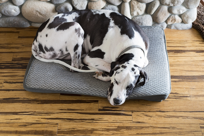 The 7 Best Extra Large Dog Beds for XXL Dog Breeds DogWish