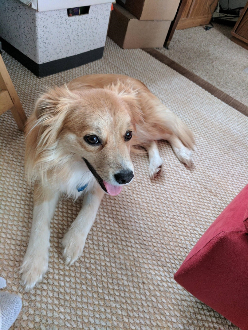 Pomeranian Golden Retriever Mix Meet the Lively Pomtriever Dog Wish