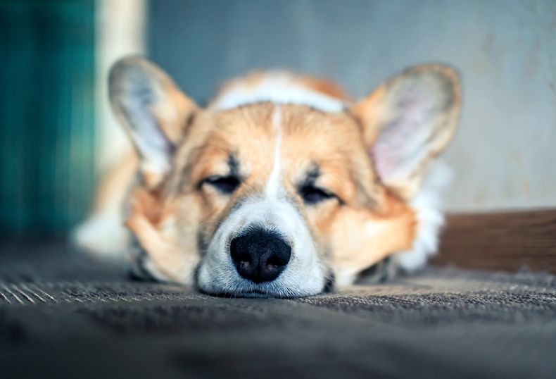 How Long Do Puppies Sleep