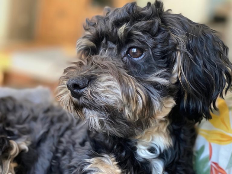 16 Majestic Cockapoo Coat Colors Explained (With Pictures)