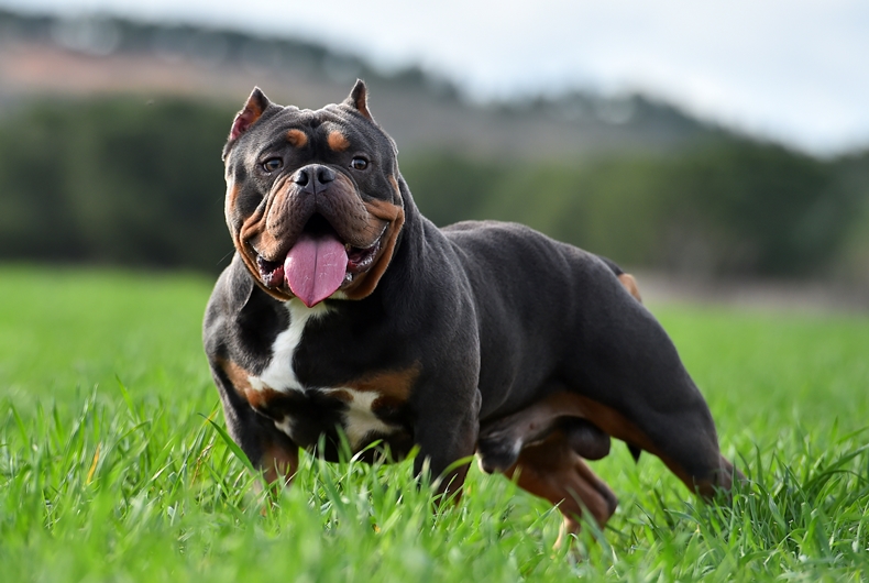 American Bully Breed Information & Characteristics Dog Wish
