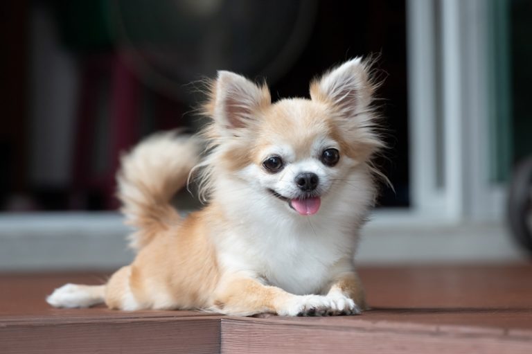 Long Haired Chihuahua A Loyal and Playful Fur Buddy