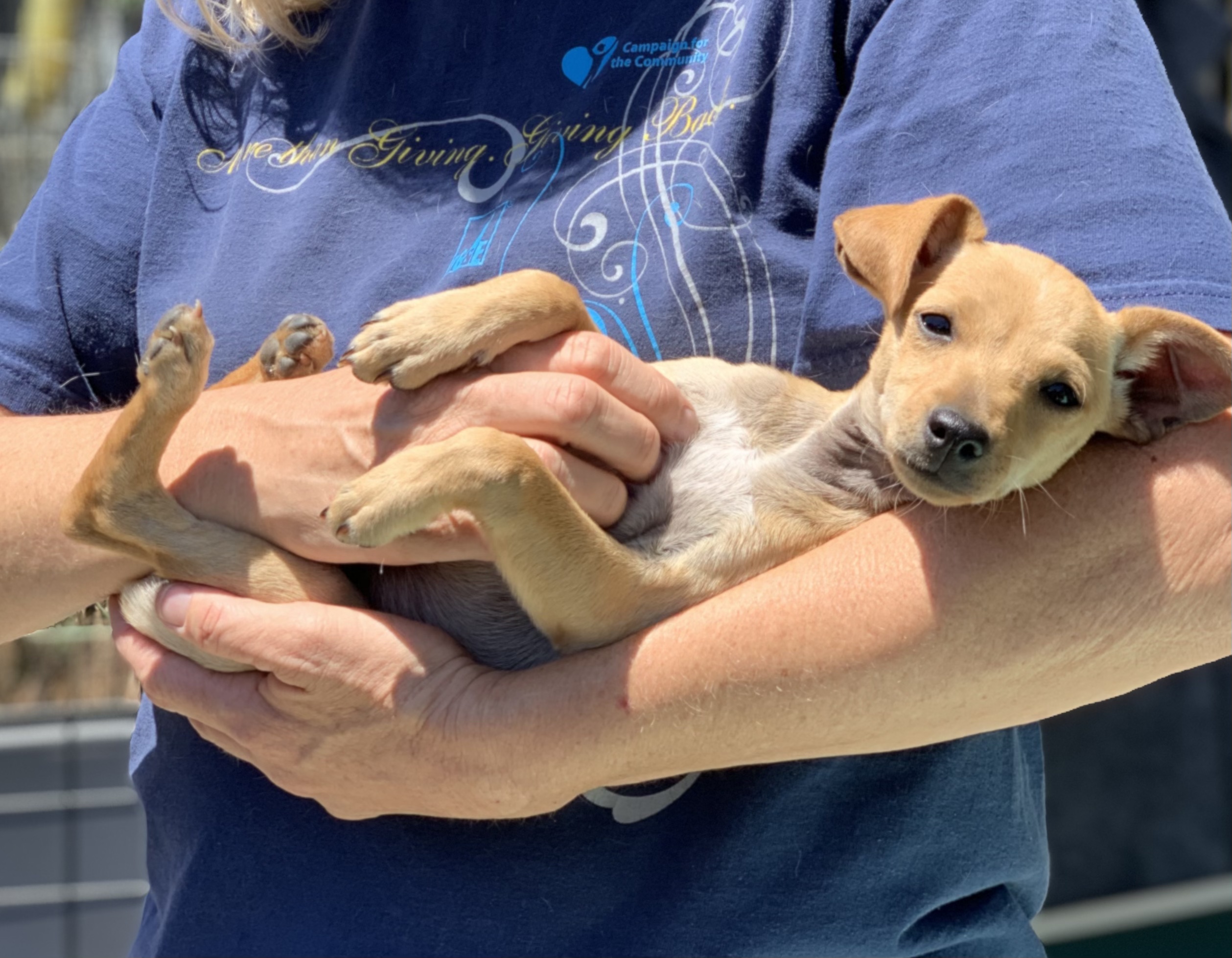 Dogwood Animal Rescue Project