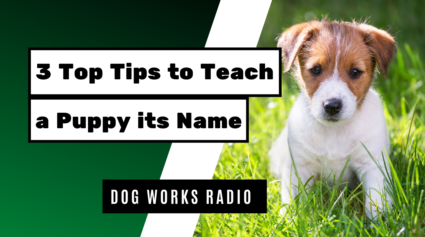 3 Top Tips to Teach a Puppy its Name Dog Works Radio