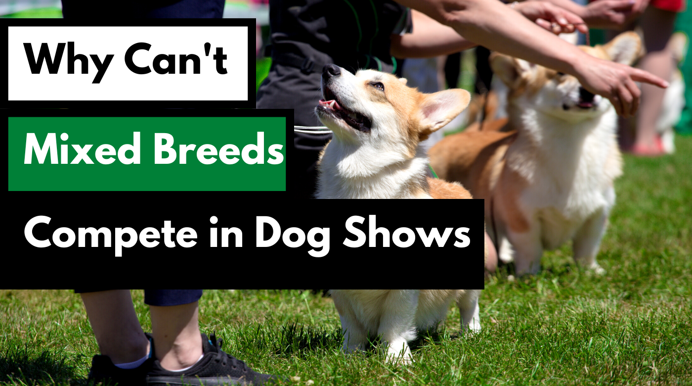 9 Breeds that are Perfect for the New Dog Owner Dog Works Radio