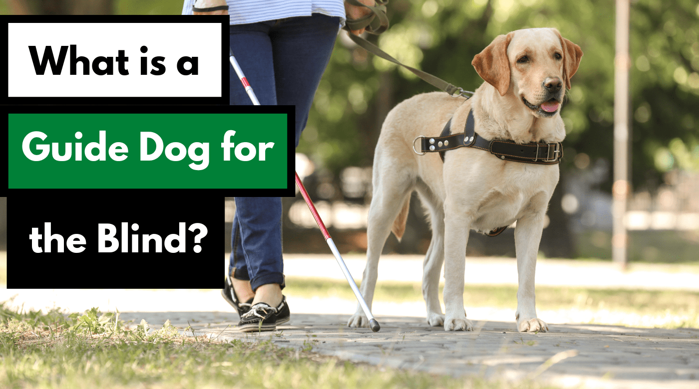 What is a Guide Dog for the Blind? Dog Works Radio