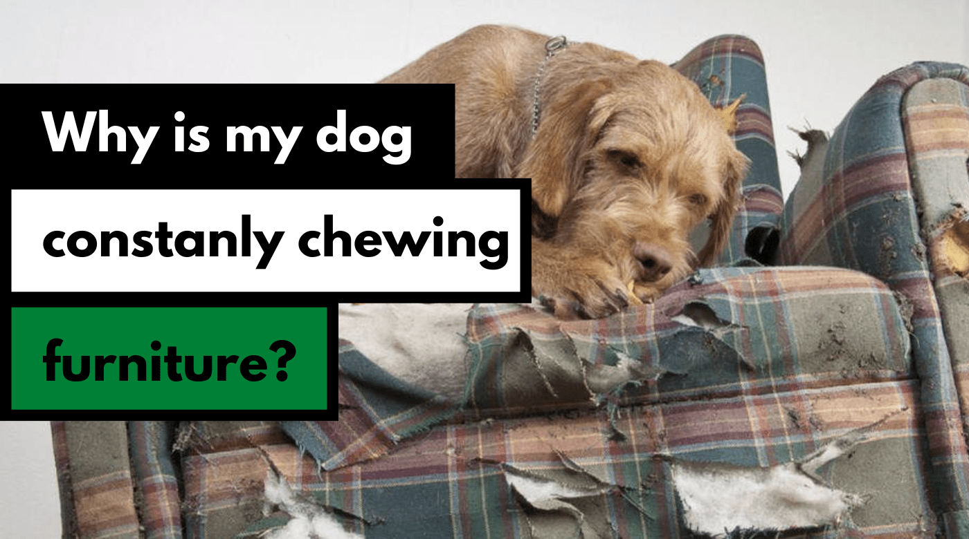 How Do You Stop A Dog From Chewing On Furniture