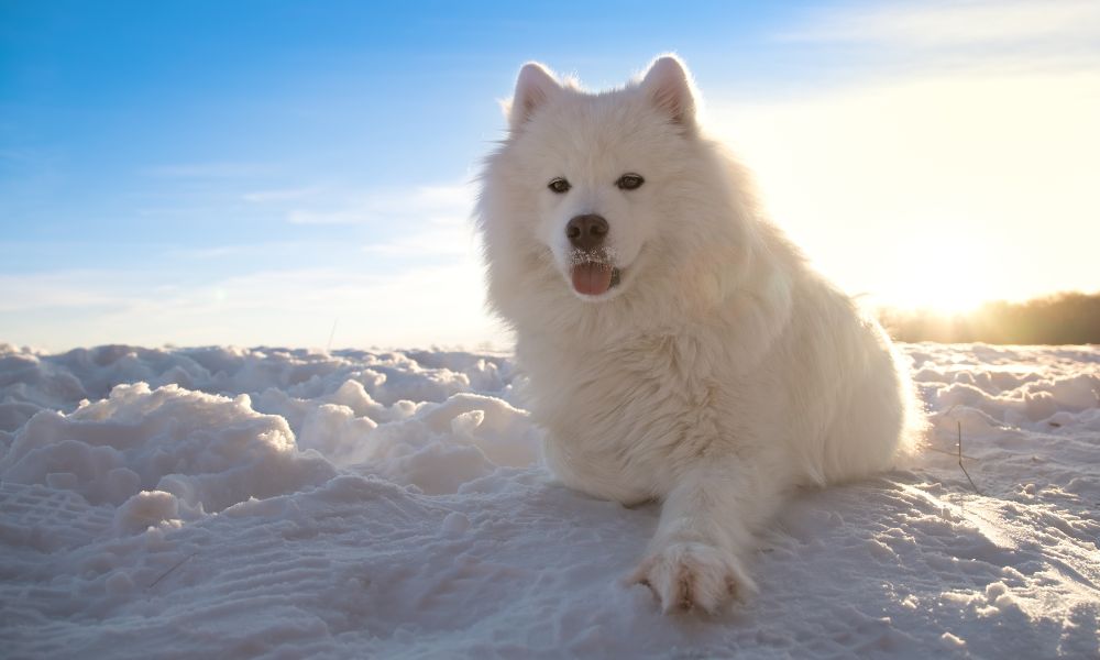 The 13 Best Dog Breeds For Cold Weather Living Dogzira