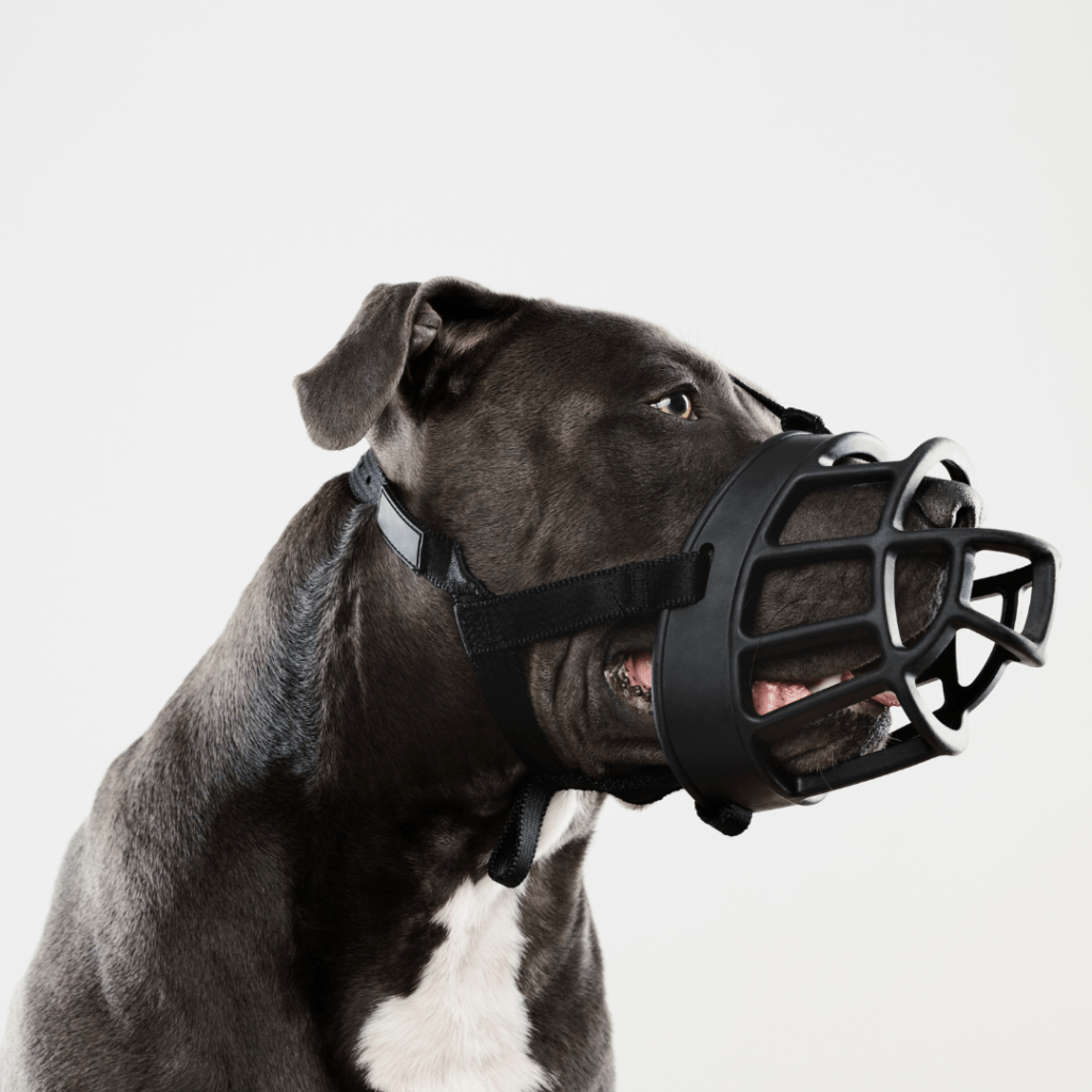 Muzzle Training Doherty Dog Services