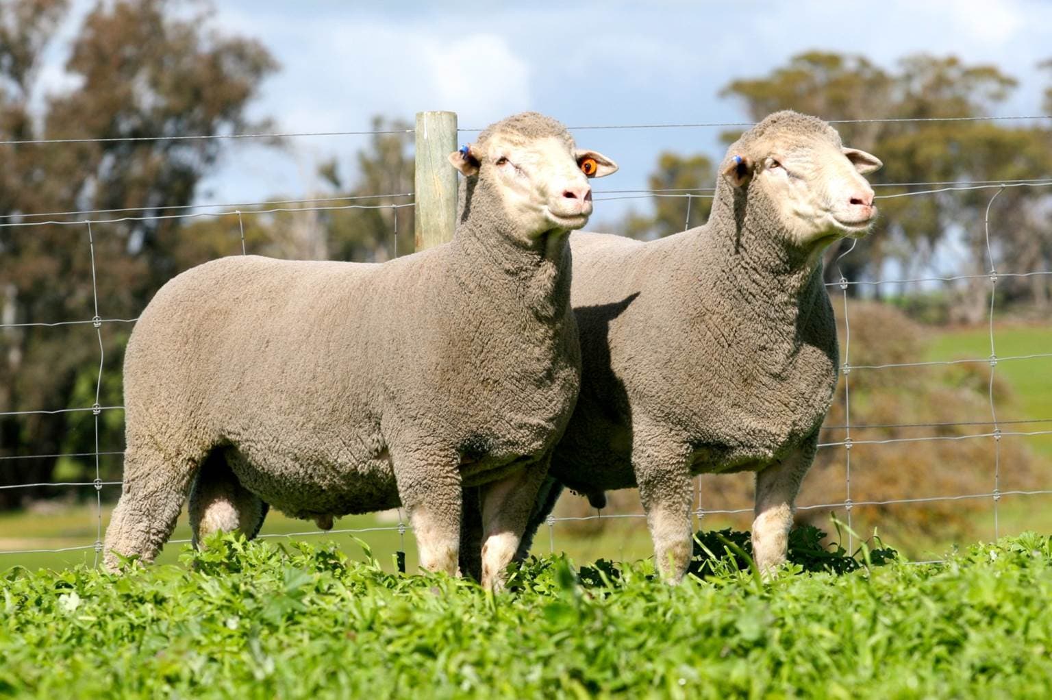 Practical Guide Australian Dohne Breeders Association