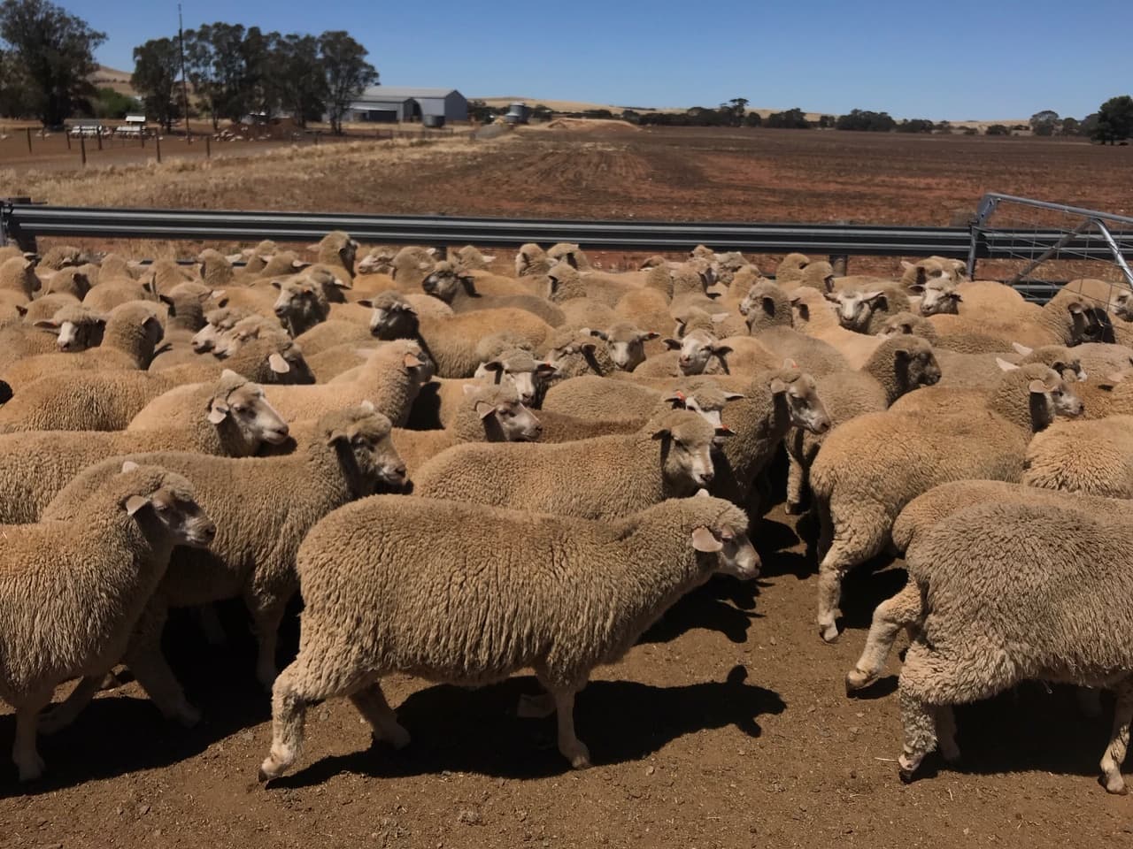 Proven High Performers in Feedlot Australian Dohne Breeders Association
