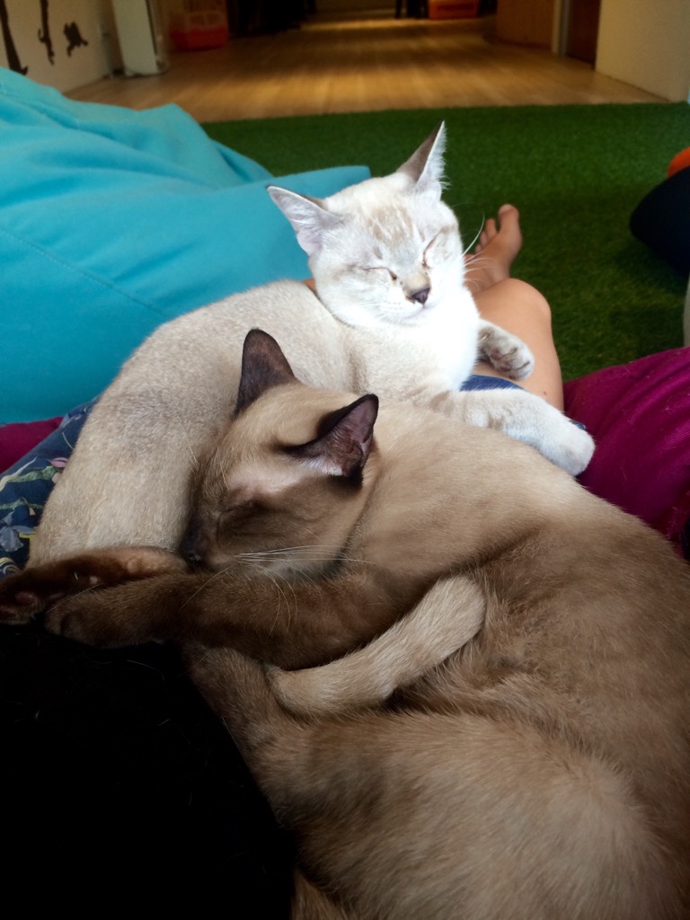 Purradise Cat Cafe Kitty Cuddles in Kuala Lumpur