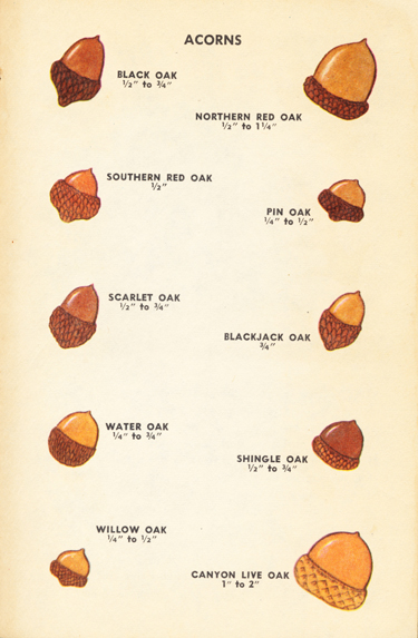 Acorn Charts – Do It And How