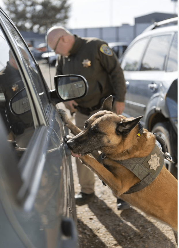 Is Dog Fighting Legal In Montana