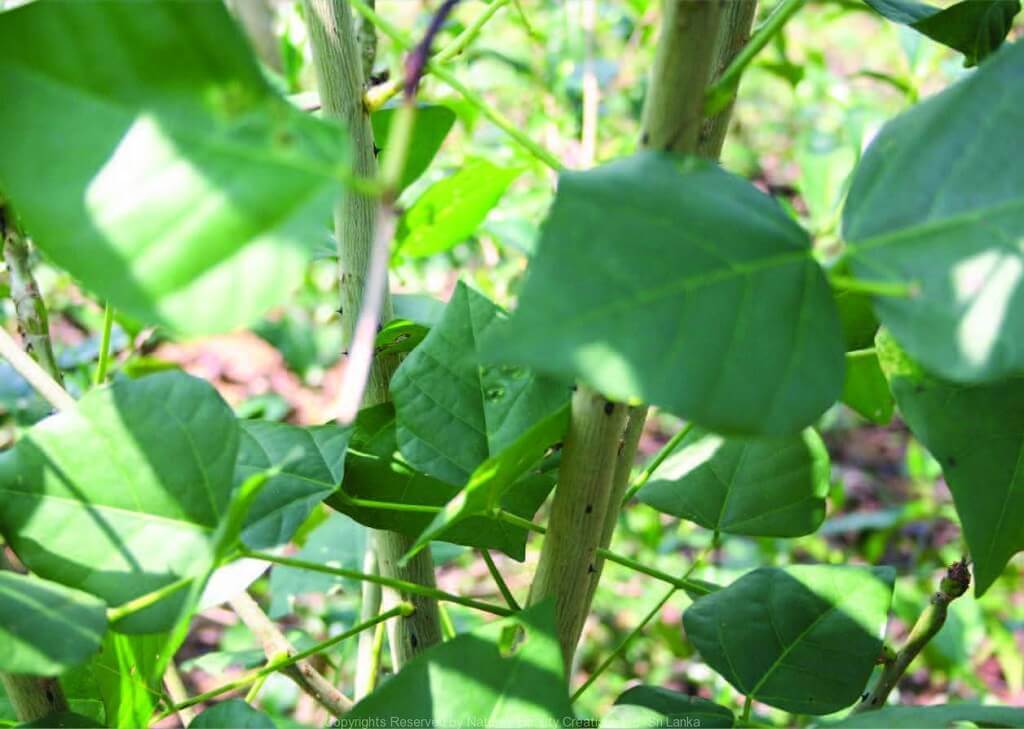 Khasiat Daun Dadap Serep Tanaman Berkhasiat Dan Obat Tradisional My