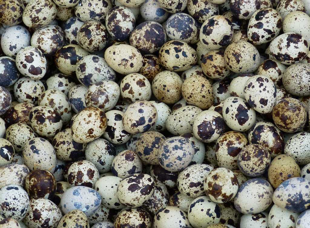 15 Manfaat Telur Puyuh bagi Tubuh (No. 13 Penting)