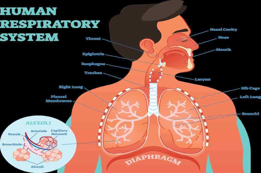 Berikut Ini Yang Bukan Merupakan Fungsi Hidung Dalam Proses Pernapasan