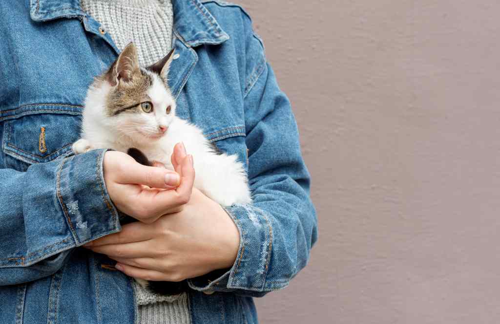 Bahaya Bulu Kucing Bagi Ibu Hamil