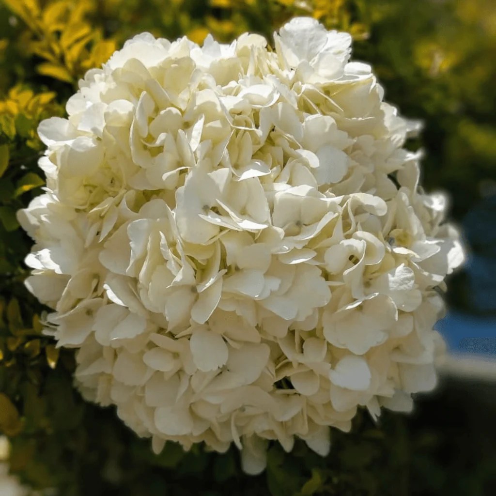 Wholesale Jumbo White Bulk Hydrangeas Dollar Hydrangea