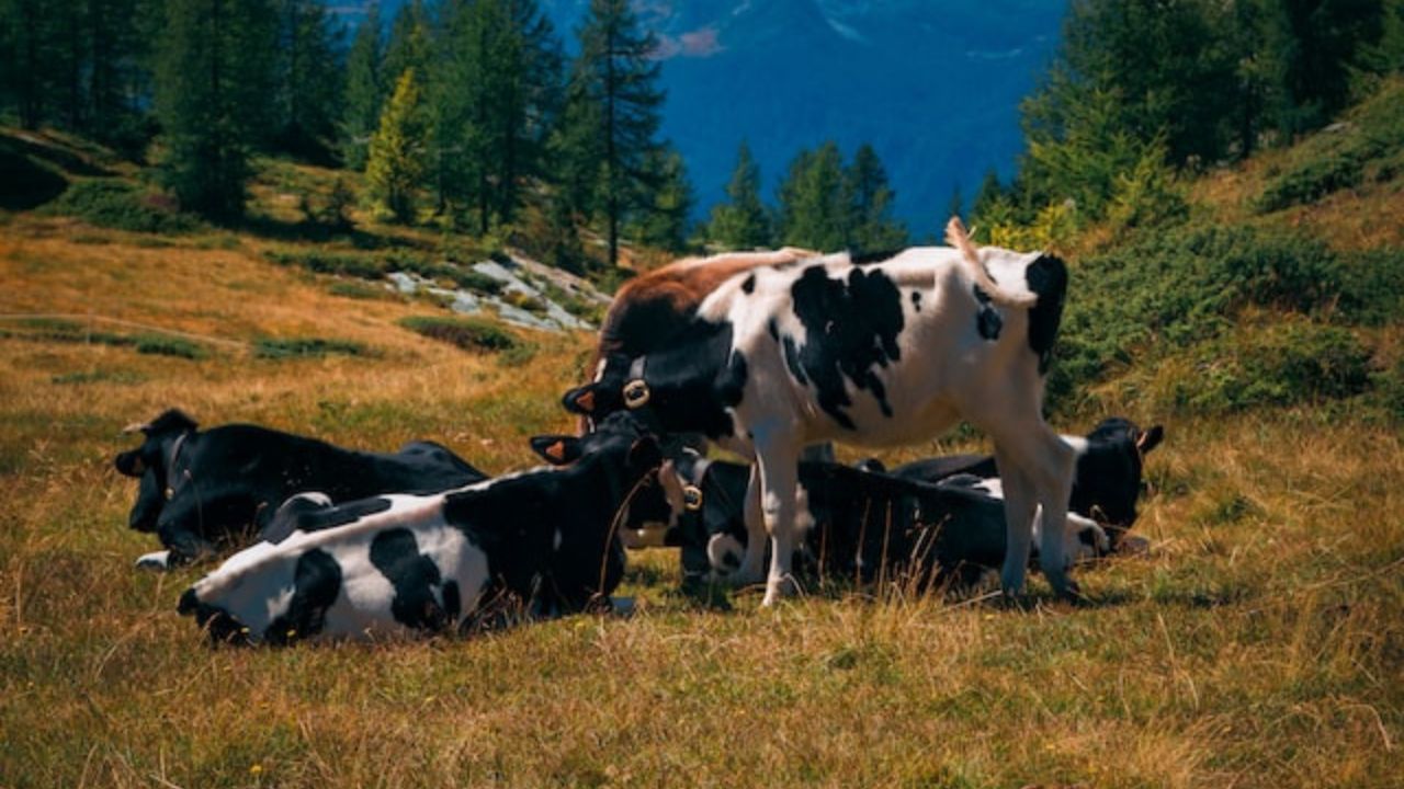 Is Buying a Quarter Cow Worth It? Dollarsanity