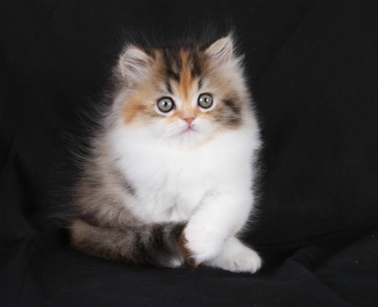 Calico Persian Kittens Calico Persian Cats Calico Cats Calico