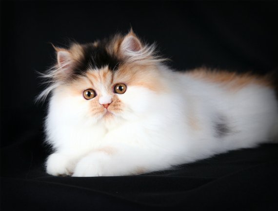 Calico Persian Kittens | Calico Persian Cats | Calico Cats | Calico Persian Cat Breedersluxury Persian & Himalayan Kittens For Sale In A Rainbow Of Colors! In Business For 33 Years