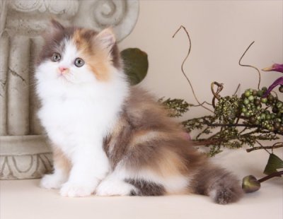 Calico Persian Kittens | Calico Persian Cats | Calico Cats | Calico Persian Cat Breedersluxury Persian & Himalayan Kittens For Sale In A Rainbow Of Colors! In Business For 33 Years