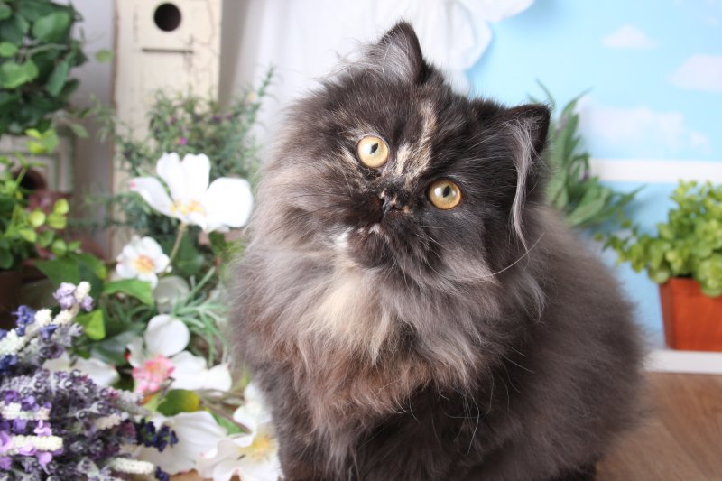 Tortoiseshell Persian Kittens Doll Face Persian KittensSuperior