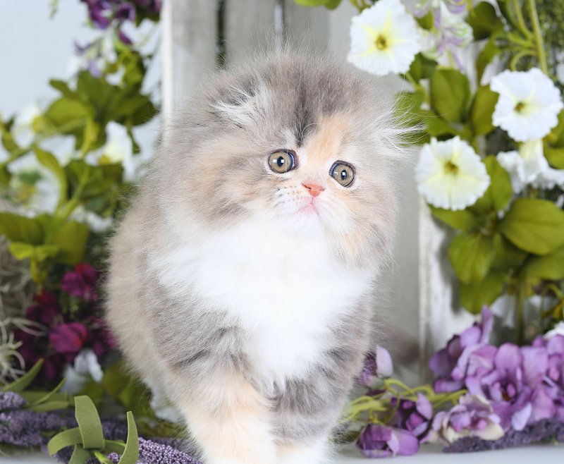 Payment Planluxury Persian & Himalayan Kittens For Sale In A Rainbow Of Colors! In Business For 33 Years