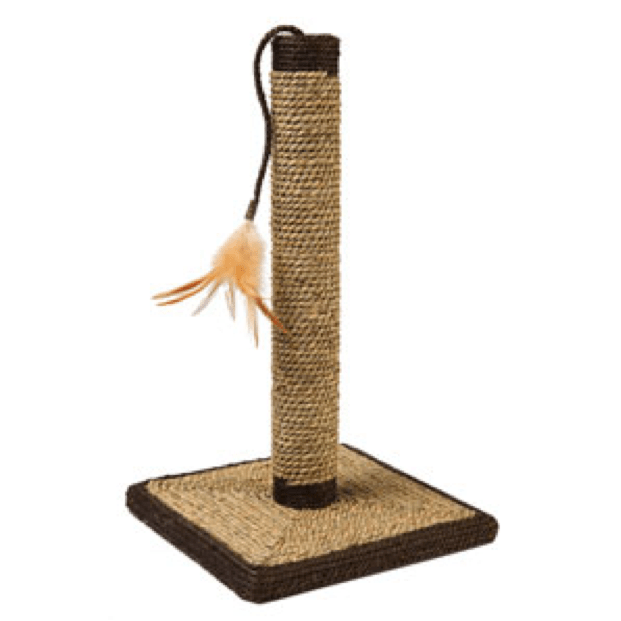 PROS AND CONS OF DECLAWING CATS Should you do it?