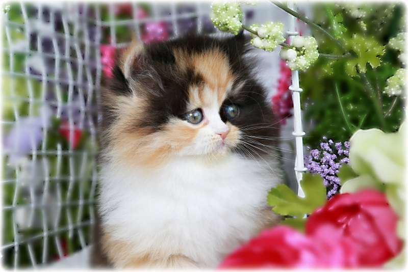 Calico Kittens Photo Gallery Doll Face Persian