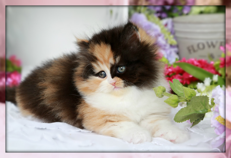 Ella Traditional Calico Doll Face Persian Kitten for