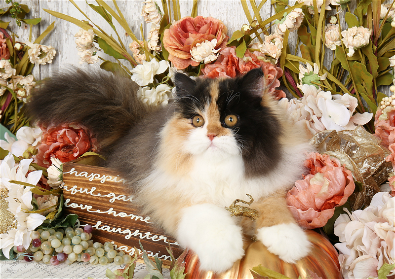 Calico Kittens Photo Gallery Doll Face Persian