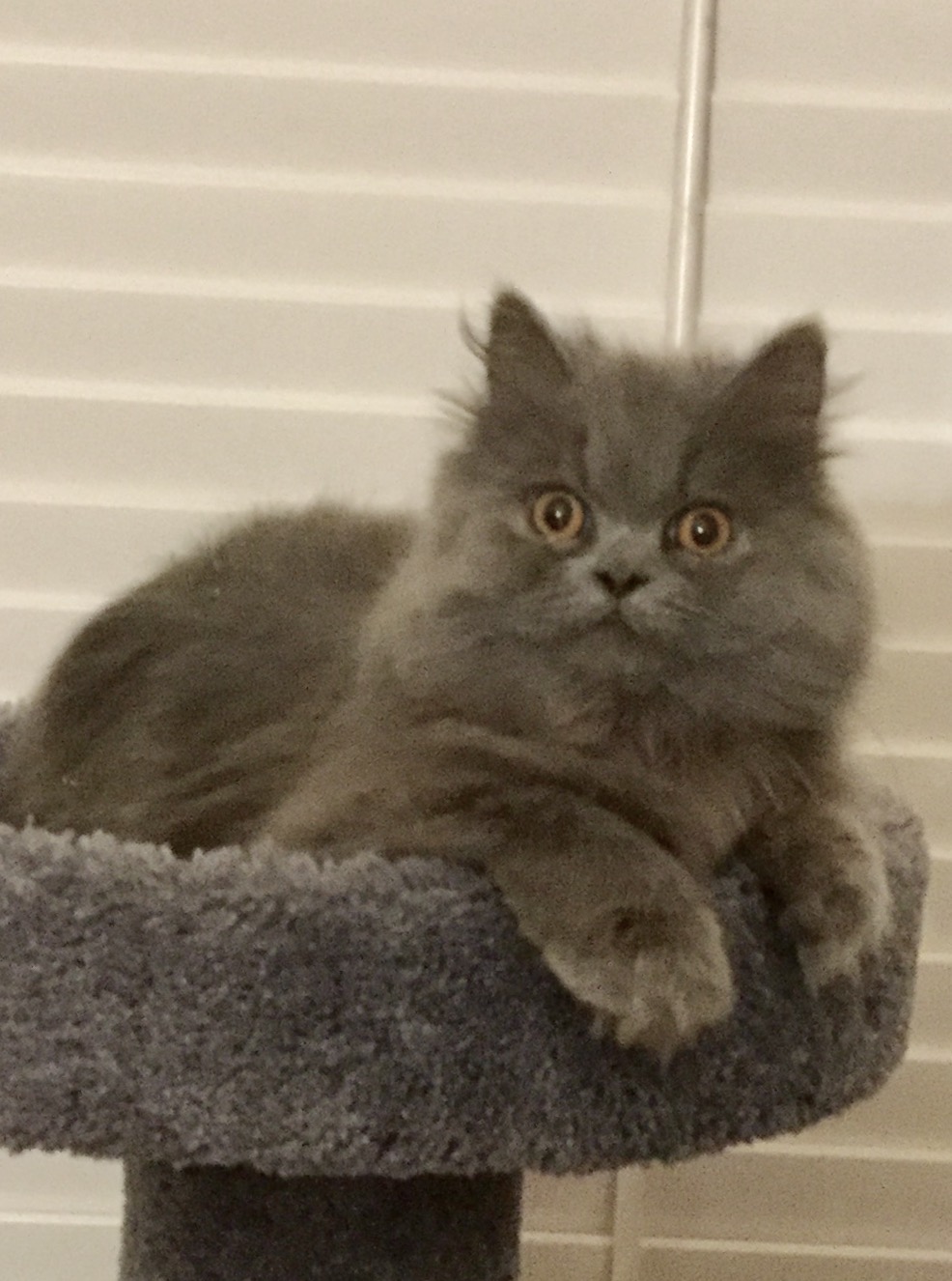 Doll Face Persian Kittens Reviews Morley Family