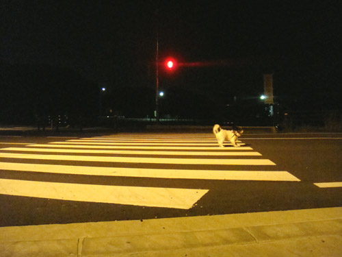 夜中に目を覚ます?ここで克服し、良い夜の睡眠に戻る方法 夜中の散歩はリードなしでOk | バス釣りブログ バス釣りとWordpress