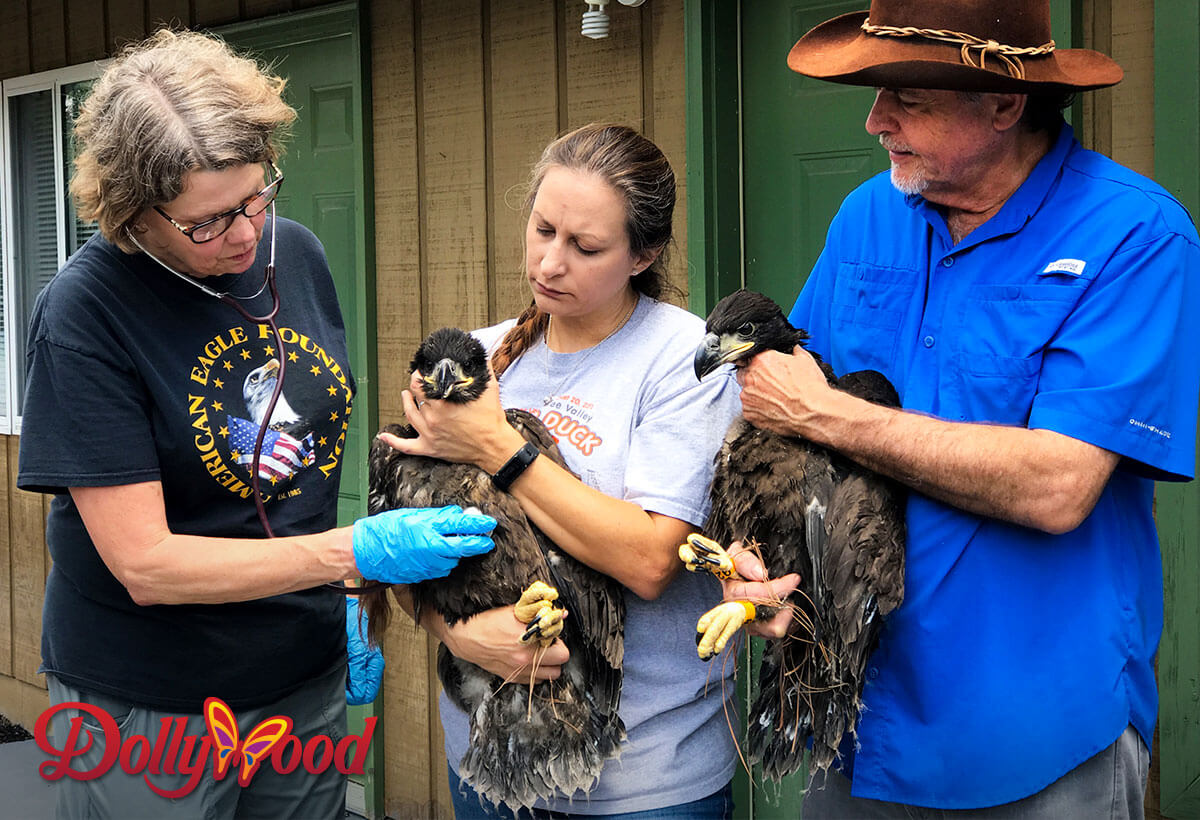 Dollywood’s Eagle Mountain Sanctuary Graduates Two Eaglets